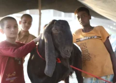 Bakrid 2026: बकरीद बाजार में ‘शहंशाह’ का जलवा, 90 किलो के बकरे को देखने उमड़ी भीड़