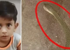 घर के बाहर खेल रहा था 5 साल का मासूम, जहरीले सांप ने डसा… परिजनों की सूझबूझ और डॉक्टरों की तत्परता से बच गई जान